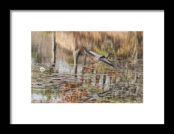 Heron Framed Print featuring the photograph Heron of the Fall by Jean-Pierre Ducondi