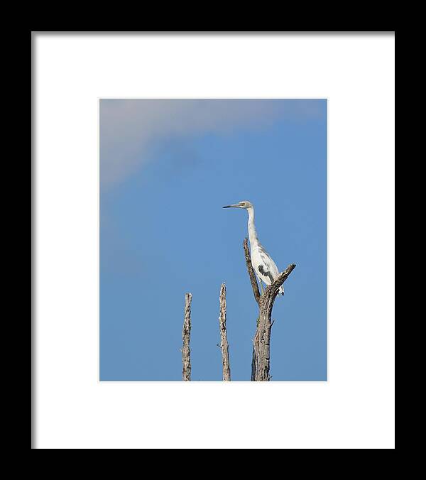 Bill Framed Print featuring the photograph Heron Perch by JAMART Photography