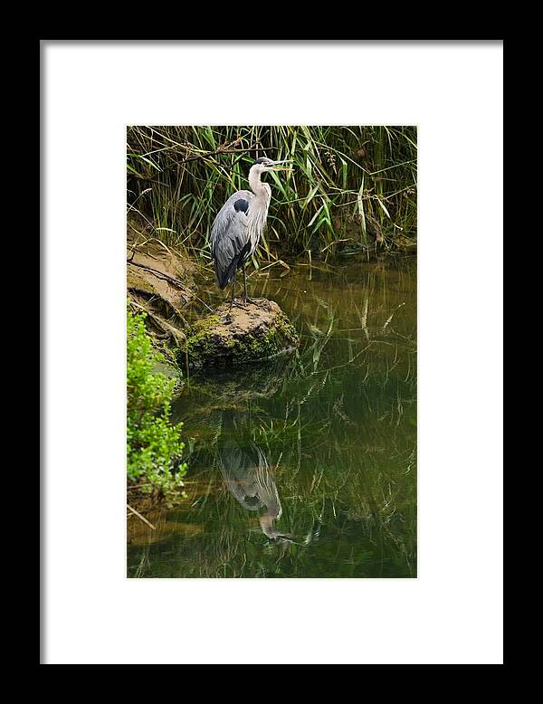 Great Blue Heron Framed Print featuring the photograph Heron Reflection by Randall Ingalls