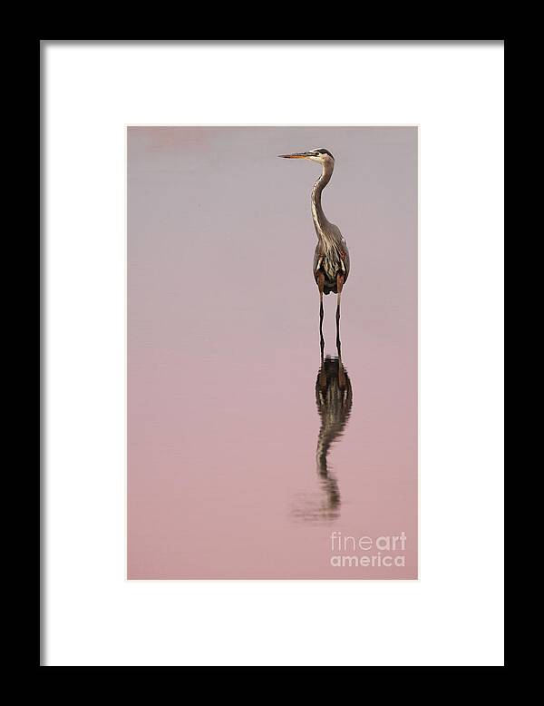 Bird Framed Print featuring the photograph Heron Sunset Reflections by Max Allen