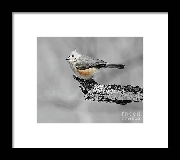 Christian Framed Print featuring the photograph He's So Pretty by Anita Oakley