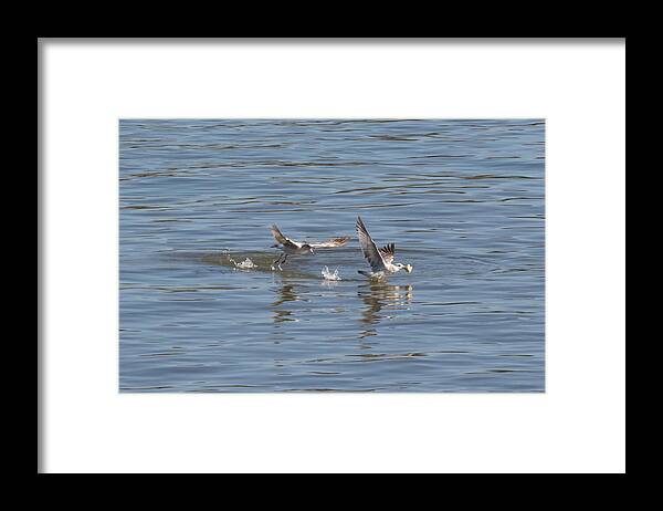 Gull Framed Print featuring the photograph Hey Come Back by Holden The Moment