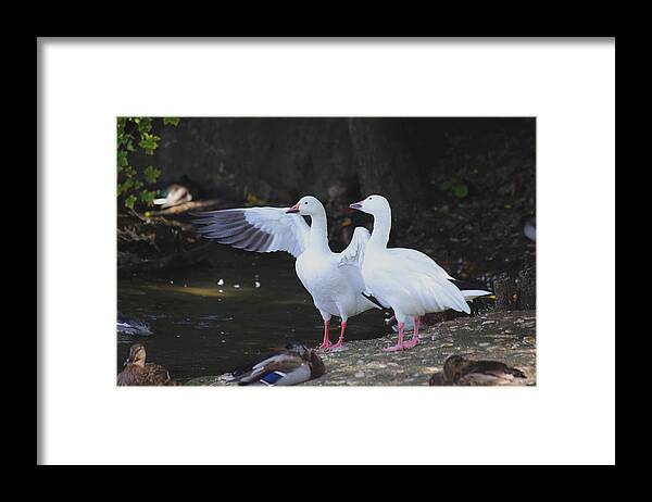 Wildlife Framed Print featuring the photograph Hey, Look Over There by David Stasiak