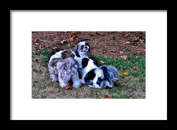 Dogs Framed Print featuring the photograph Hi Guys by Eileen Brymer