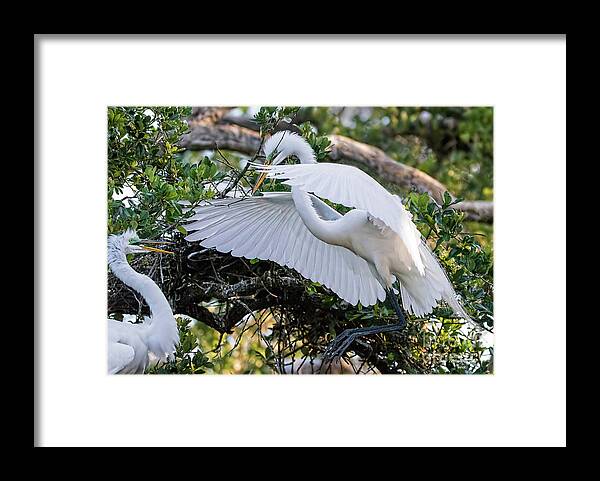 Egrets Framed Print featuring the photograph Hi Honey - You're Home by DB Hayes