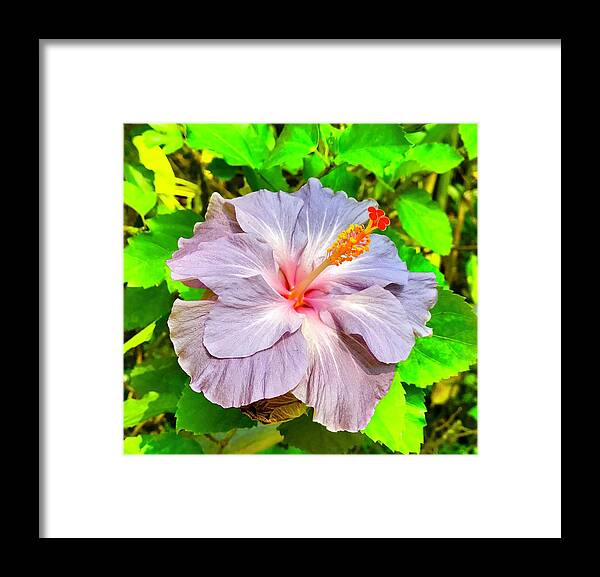 Hibiscus Adele 1 Flowers Of Aloha Lavender Framed Print featuring the photograph Hibiscus Adele 1 by Joalene Young