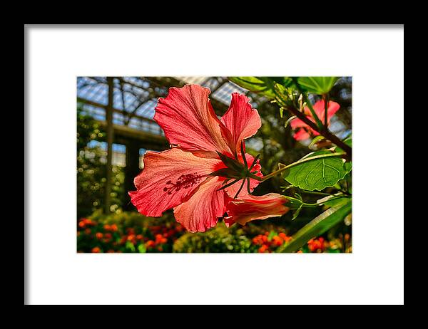 Longwood Framed Print featuring the photograph Hibiscus by Amanda Jones