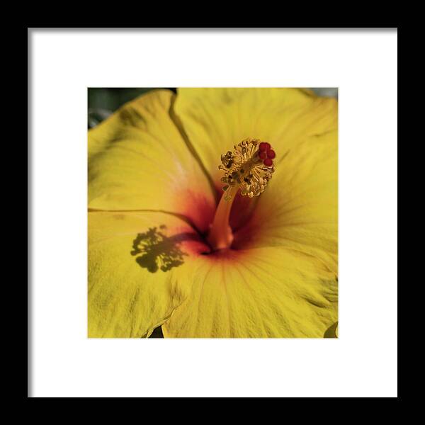 Cathy Donohoue Photography Framed Print featuring the photograph Hibiscus by Cathy Donohoue