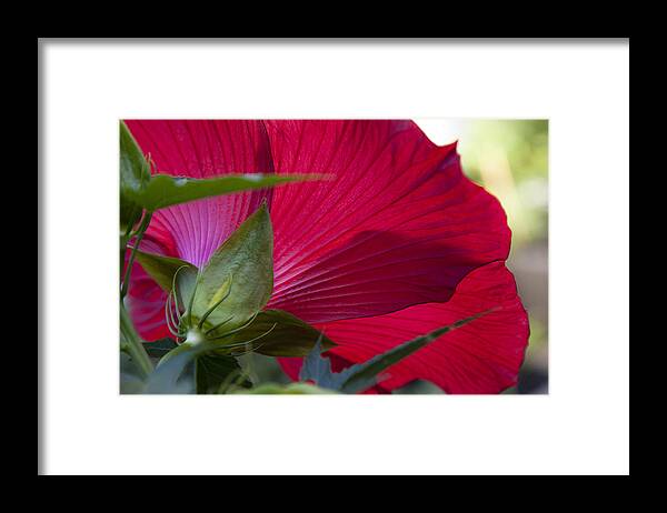 Charles Harden Framed Print featuring the photograph Hibiscus by Charles Harden