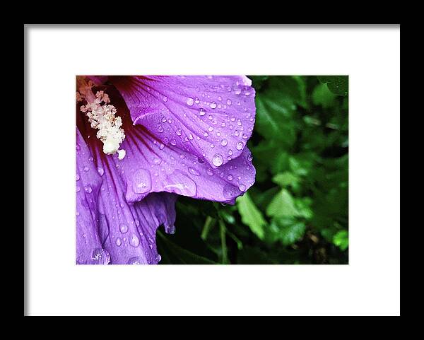 Hibiscus Framed Print featuring the photograph Hibiscus Corner by Robert Knight
