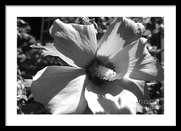 Flower Framed Print featuring the photograph Hibiscus in Bloom by Christopher Lotito