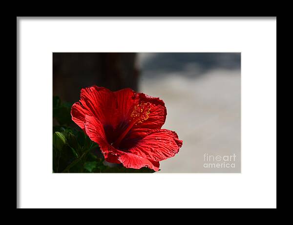 Hibiscus In The Shadows Framed Print featuring the photograph Hibiscus in the Shadows by Maria Urso