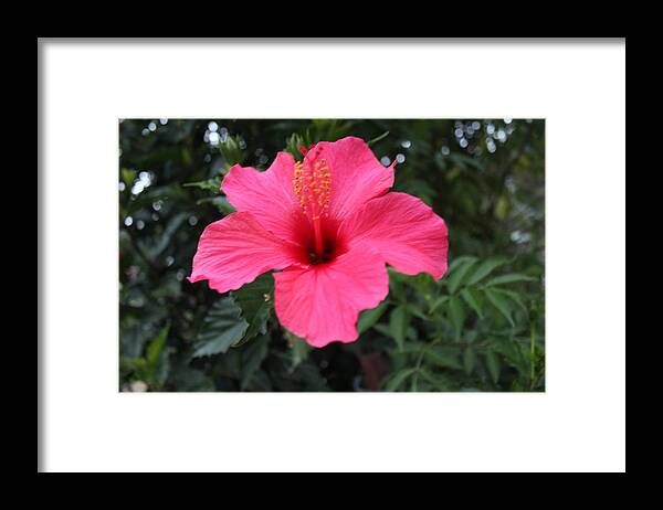 Hibiscus Framed Print featuring the photograph Hibiscus looking Flower, Kodaikanal by Jennifer Mazzucco