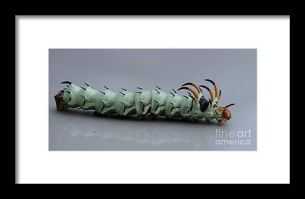Wildlife Framed Print featuring the photograph Hickory Horned Devil by Randy Bodkins