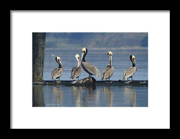 Pelicans Framed Print featuring the photograph Hide and Seek by David Armentrout