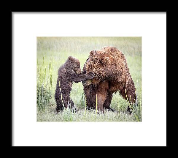 Bear Framed Print featuring the photograph Hide and Seek by Jack Bell