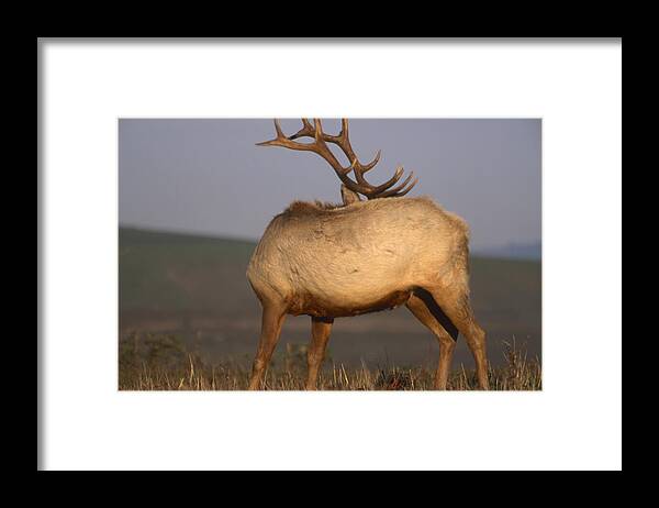 Tule Elk Framed Print featuring the photograph Hide The Face - Tule Elk by Soli Deo Gloria Wilderness And Wildlife Photography