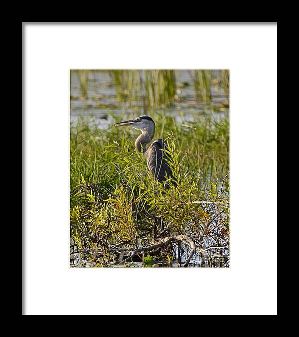 Heron Framed Print featuring the photograph Hiding Heron II by Carol Bradley