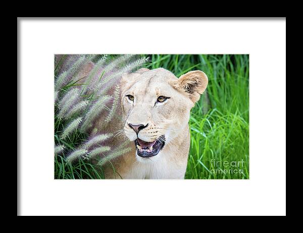 Female Lion Framed Print featuring the photograph Hiding in Grass by Ed Taylor