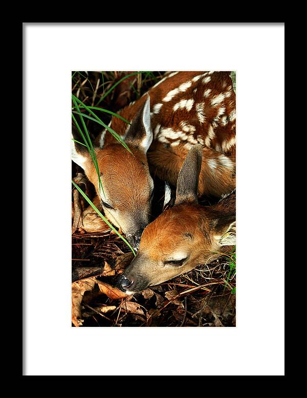 Fawns Framed Print featuring the photograph Hiding Twin Whitetail Fawns by Michael Dougherty