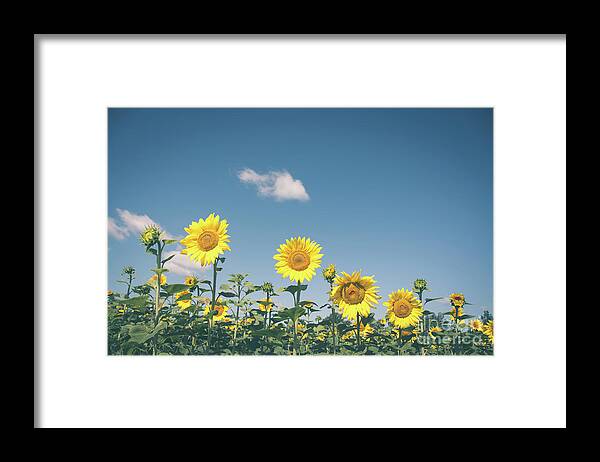 Cheryl Baxter Photography Framed Print featuring the photograph Hierarchy of Sunflowers by Cheryl Baxter