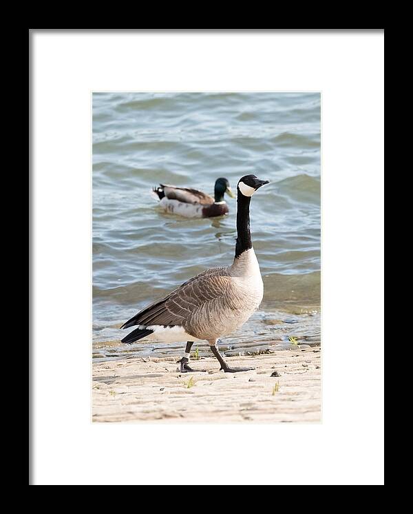 Goose Framed Print featuring the photograph High-Class Goose by Holden The Moment
