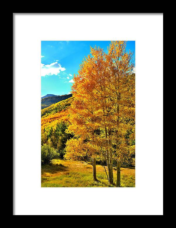 Colorado Framed Print featuring the photograph High Country Aspens by Ray Mathis