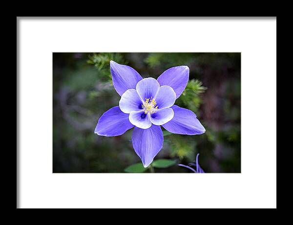 Columbine Framed Print featuring the photograph High Country Columbine by Michael Brungardt