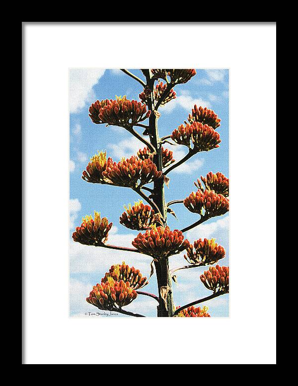 High Country Red Bud Agave Framed Print featuring the photograph High Country Red Bud Agave by Tom Janca