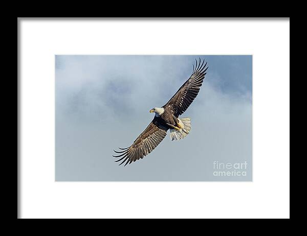 Bald Eagle Framed Print featuring the photograph High Flight by Craig Leaper