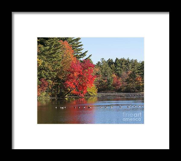 Fall Foliage Framed Print featuring the photograph High Season by Lili Feinstein
