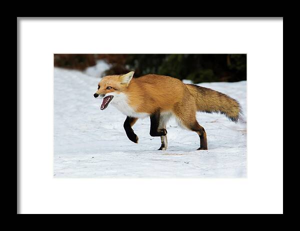 Animal Framed Print featuring the photograph High Speed Fox by Mircea Costina Photography
