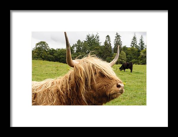 Highland Coo Framed Print featuring the photograph Highland Coo by Christi Kraft