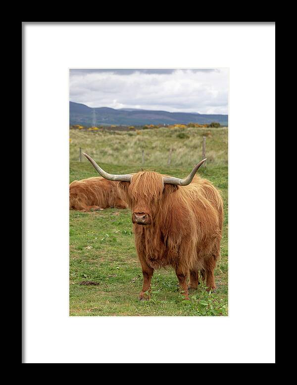 Animal Framed Print featuring the photograph Highland Cow 1396 by Teresa Wilson