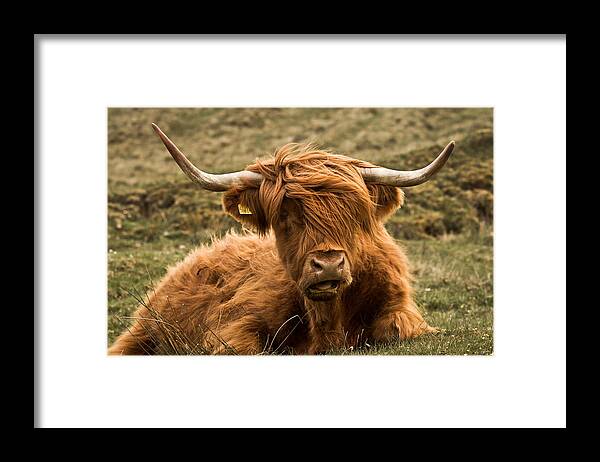Highland Cow Framed Print featuring the photograph Highland Cow Color by Justin Albrecht