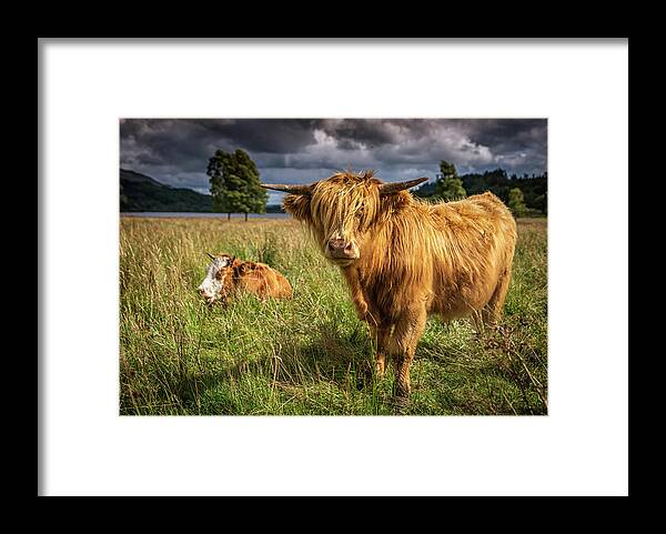 United Kingdom Framed Print featuring the photograph Highland Cow by Framing Places