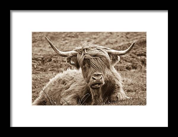 Sepia Framed Print featuring the photograph Highland Cow by Justin Albrecht