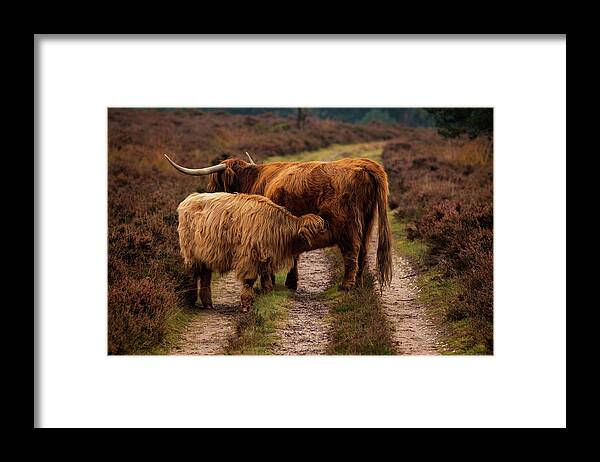 Animals Framed Print featuring the photograph Highland Cows by Tim Abeln
