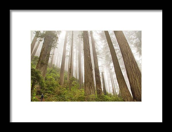 Redwoods Hiking Framed Print featuring the photograph Hike through the Redwoods by Kunal Mehra