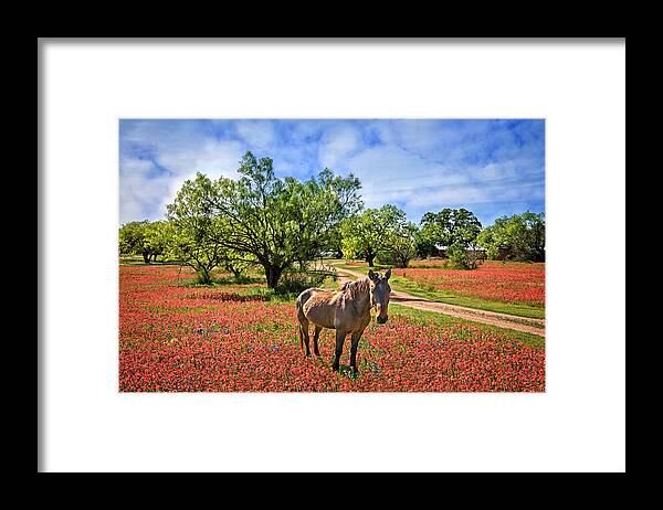 Hill Country Framed Print featuring the photograph Hill Country Horse in Red Paintbrush by Lynn Bauer