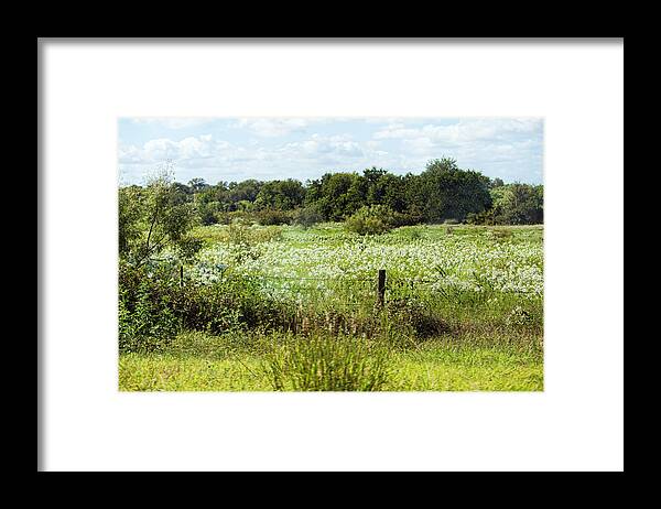 Nature Framed Print featuring the photograph Hill Country of White Wildflowers by Linda Phelps