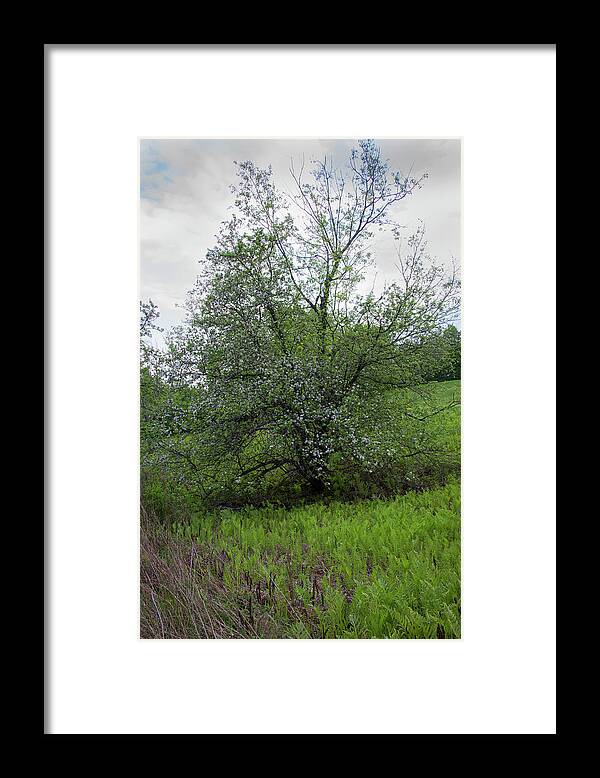 Nature Framed Print featuring the photograph Hillside Lady by Michael Friedman