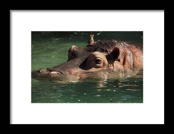 Hippopotamus Framed Print featuring the photograph Hippopotamus in Water by JT Lewis