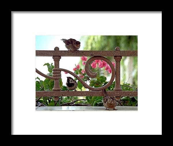 Sparrow Framed Print featuring the photograph His Eye is on the Sparrow by Marie Hicks