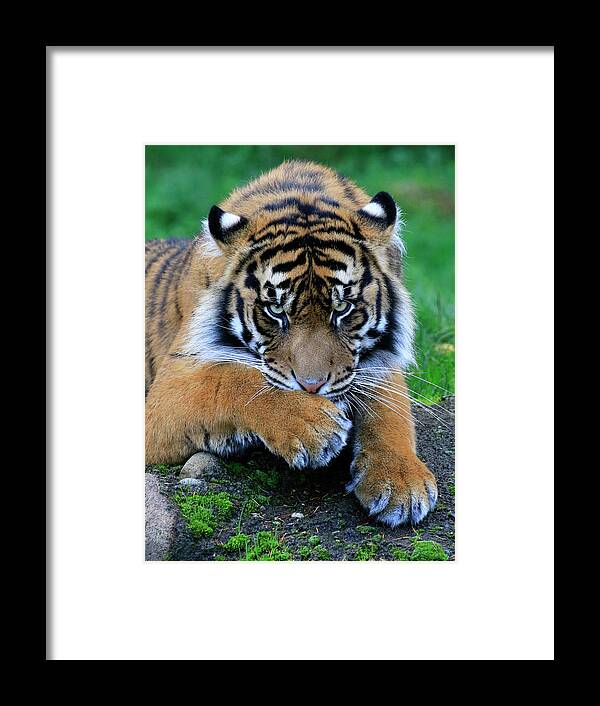 Tiger Framed Print featuring the photograph Hmmm by Steve McKinzie