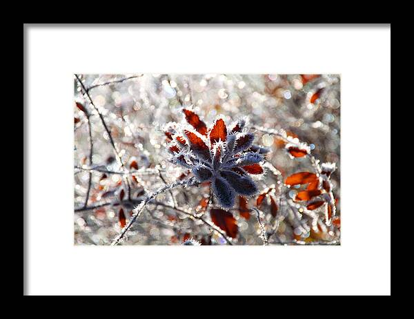 Frost Framed Print featuring the photograph Hoar Frost - Nature's Christmas Lights by Peggy Collins