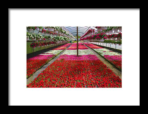 Flowers Framed Print featuring the photograph Hollandia Begonia Greenhouse by Polly Castor