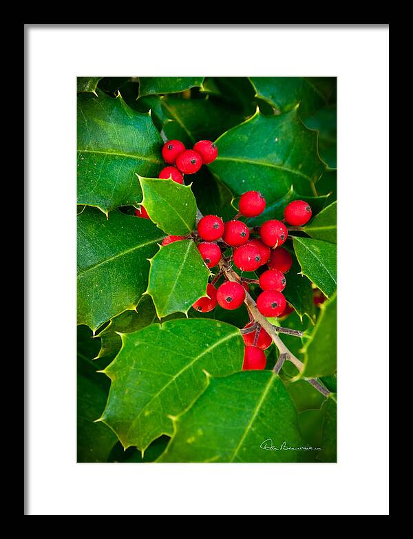 Christmas Framed Print featuring the photograph Holly 9218 by Dan Beauvais