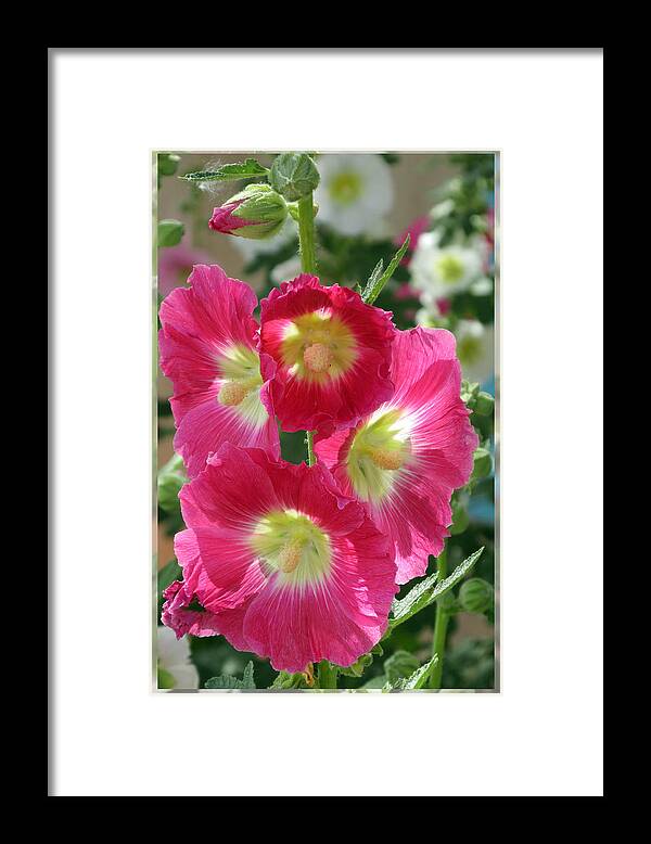 Holly Hocks Framed Print featuring the photograph HollyHock Bells by Feather Redfox