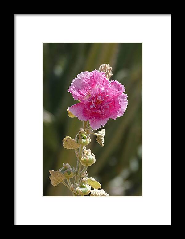 Nature Framed Print featuring the photograph Hollyhock by Laurel Powell